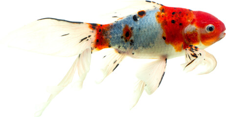 
Goldfish