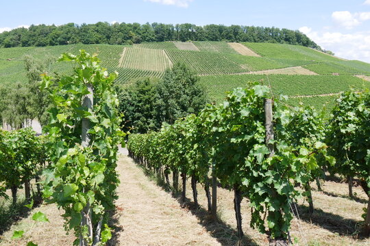 Weinanbau in Beilstein in Baden-W&uuml;rttemberg
