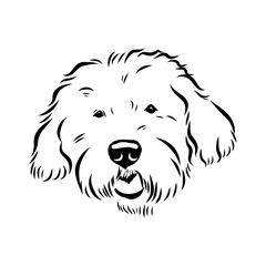 bobtail, dog breed, vector sketch