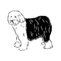 bobtail, dog breed, vector sketch
