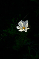 biały kwiat na czarnym tle, biały cosmos, kosmos podwójnie pierzasty, onętek, Cosmos bipinnatus, garden cosmos, white cosmos flower  © kateej