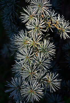 iglasta galązka cedru, cedr atlaski 'Glauca' o srebrzystych iglach na czarnym tle, Cedrus atlantica, Blue atlas cedar, branch of a Atlas Cedar 