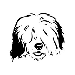 bobtail, dog breed, vector sketch