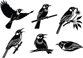 Bird silhouette vector, flying bird illustration, perched bird design, black and white wildlife art, nature-inspired avian clipart, elegant bird poses