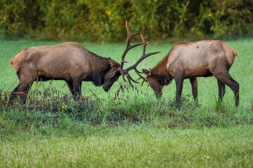 Two bull elk locking antlers