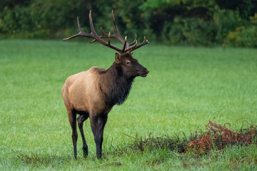 A large bull elk standing in a field