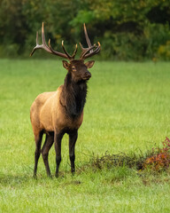 A large bull elk standing in a field