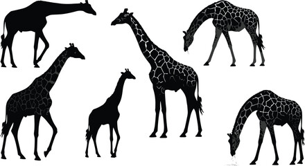 Giraffe silhouettes and illustrations, standing walking bending drinking poses, wildlife animal art, African safari design, nature pattern collection for stock