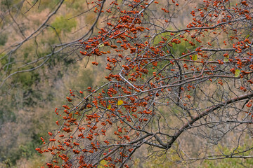 In autumn, the hawthorn fruits ripen. Red berries on the background of green foliage of trees in the forest. Useful medicinal properties in hawthorn fruits.
