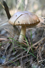 Close-up of a wild mushroom (Boletus/Suillus) growing on the forest floor among pine needles and grass. Autumn foraging and nature ecosystem concept.