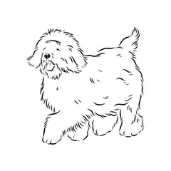 bobtail, dog breed, vector sketch