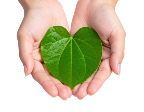 A pair of hands gently cradles a heart-shaped green leaf, symbolizing care and nature. - Powered by Adobe
