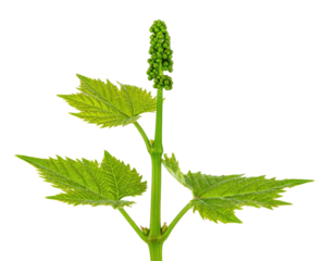 A green plant with distinctive leaves and a cluster of developing flower buds at the top.