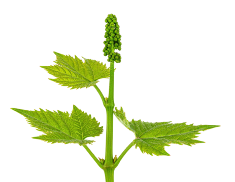 A green plant with distinctive leaves and a cluster of developing flower buds at the top.