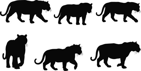 Silhouette panther walking sequence, tiger stride motion, wild cat animal locomotion, feline anatomy study, predator movement illustration, wildlife art reference