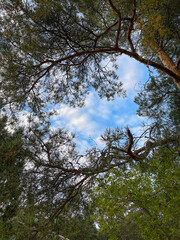 Blue cloudy sky between pine branches