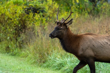 A close-up of a young bull elk
