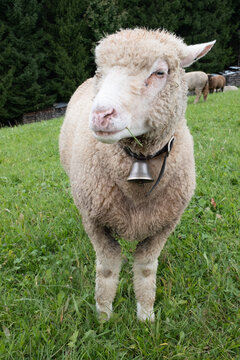 Portrait eines neugierigen Schafs mit Glocke im Emmental 