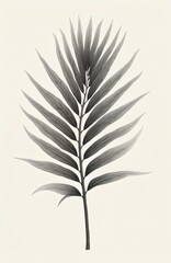 Fototapeta premium Minimalist drawing of a palm leaf with elegant lines and soft shading on a plain background. Detailed botanical illustration focuses on plant structure and vein patterns. Elegant graphic art.