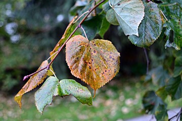 autumn leaves on the ground