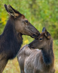 An elk mother cow grooming her young calf