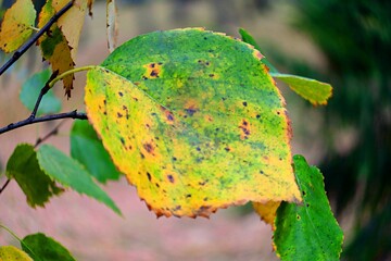 yellow autumn leaves