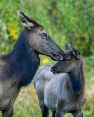 An elk mother cow grooming her young calf