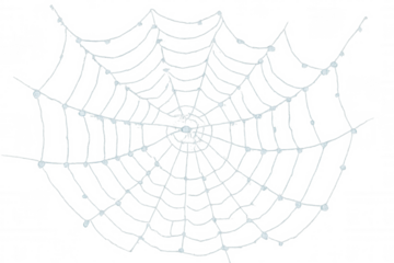 Spider web with glistening dew drops on transparent background, symbolizing nature, danger, and halloween