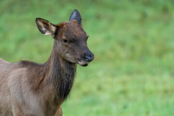 A young elk calf in a grassy field