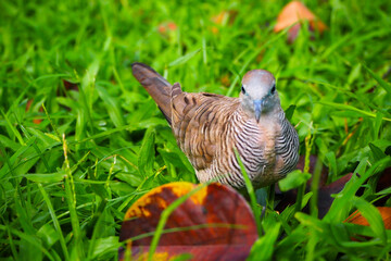 Thailand 13  October 2025 - A photo taken at Chatuchak Park where rain just fell on the trees.