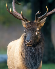 A close-up of a large bull elk