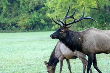 A large bull elk standing in a field