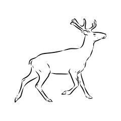 maral, Altai deer, vector sketch