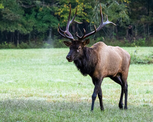 A large bull elk standing in a field