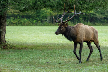 A large bull elk standing in a field