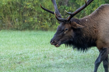 A close-up of a large bull elk