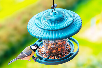 Sikorka bogatka (Parus major)