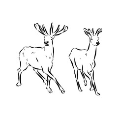 maral, Altai deer, vector sketch
