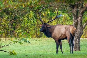 A large bull elk standing in a field