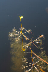 Utricularia inflata in a bog in bavaria, Germany. Not native, introduced alien plant