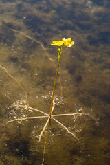 Utricularia inflata in a bog in bavaria, Germany. Not native, introduced alien plant