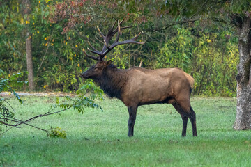 A large bull elk standing in a field