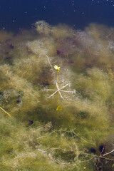 Utricularia inflata in a bog in bavaria, Germany. Not native, introduced alien plant