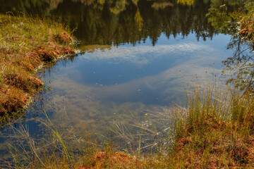 Utricularia inflata in a bog in bavaria, Germany. Not native, introduced alien plant