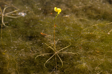Utricularia inflata in a bog in bavaria, Germany. Not native, introduced alien plant