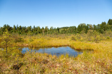 Utricularia inflata in a bog in bavaria, Germany. Not native, introduced alien plant