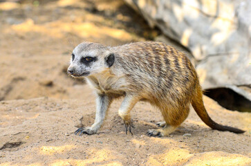 A meerkat runs through the desert