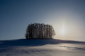 雪の丘の上のカラマツ林と夕陽

