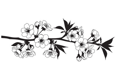 Black and White Line Art Illustration of a Cherry Blossom Branch with Flowers and Buds
