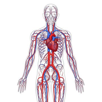vector illustration of the full human circulatory system